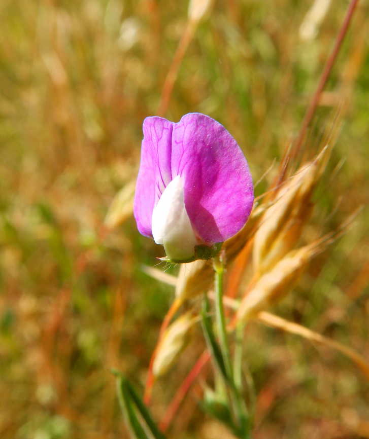 Lathyrus hirsutus  Belgium,Geotagged,Lathyrus hirsutus,Spring