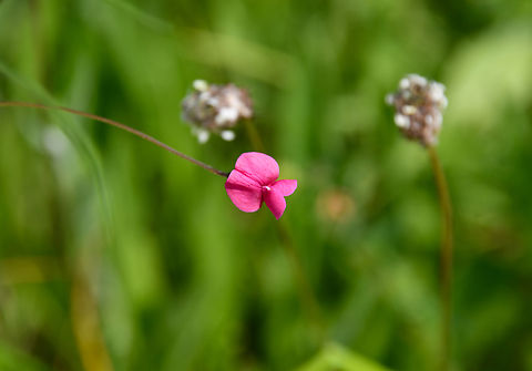Lathyrus nissolia  Belgium,Geotagged,Lathyrus nissolia,Spring