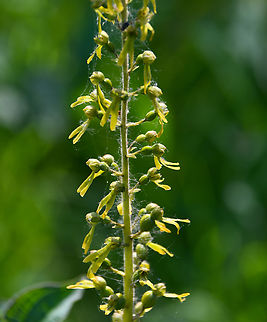 Common Twayblade - Neottia ovata  Belgium,Common Twayblade,Geotagged,Neottia ovata,Spring