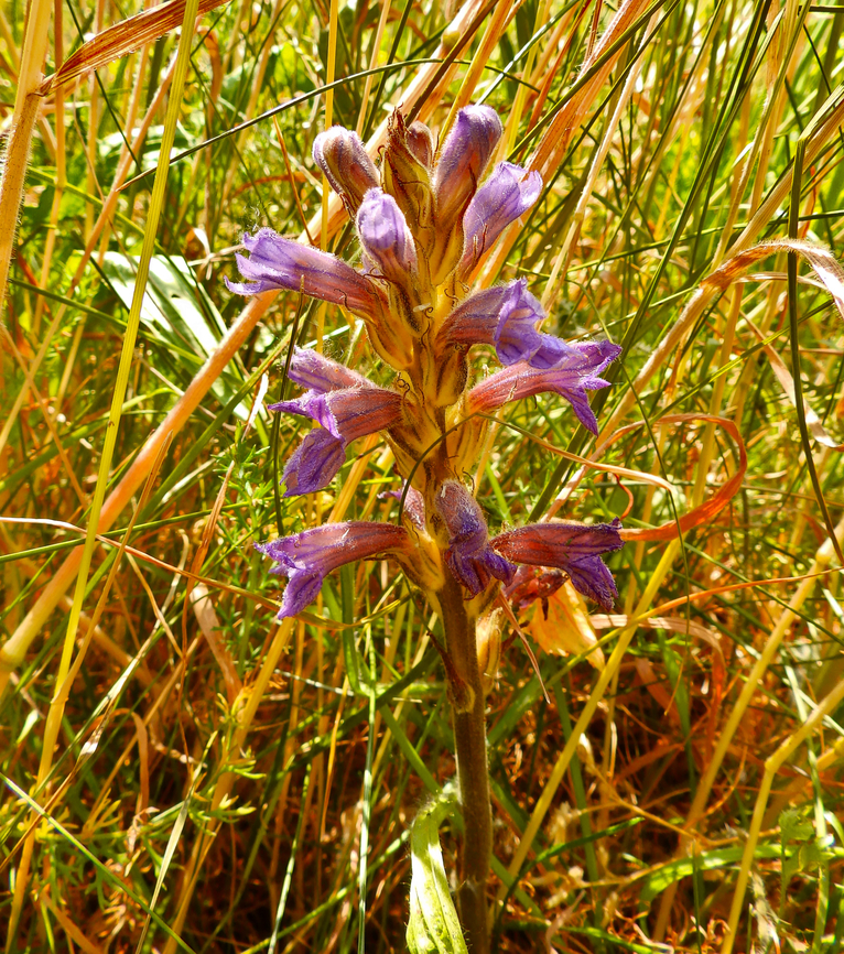 Blue Broomrape - Orobanche purpurea  Belgium,Blue Broomrape,Geotagged,Orobanche purpurea,Spring