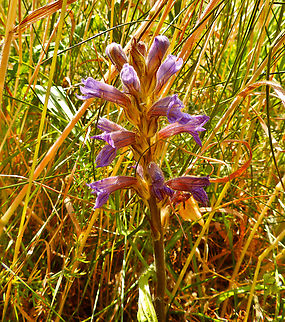 Blue Broomrape - Orobanche purpurea  Belgium,Blue Broomrape,Geotagged,Orobanche purpurea,Spring