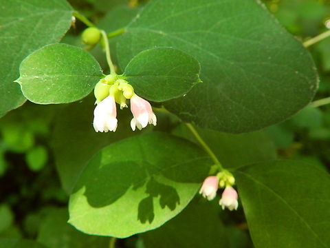 Common snowberry - Symphoricarpos albus  Belgium,Common snowberry,Geotagged,Spring,Symphoricarpos albus
