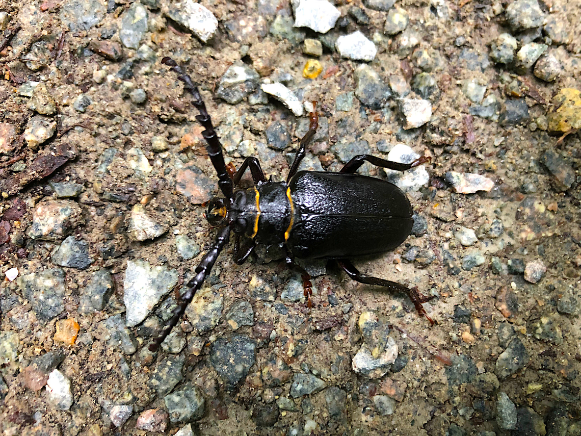 Prionus coriarius  Belgium,Geotagged,Prionus coriarius,Summer