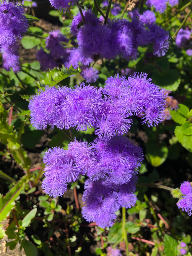 Ageratum houstonianum Kruidtuin Leuven. Ageratum houstonianum,Belgium,Flossflower,Geotagged,Summer