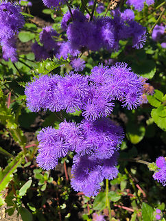 Ageratum houstonianum Kruidtuin Leuven. Ageratum houstonianum,Belgium,Flossflower,Geotagged,Summer