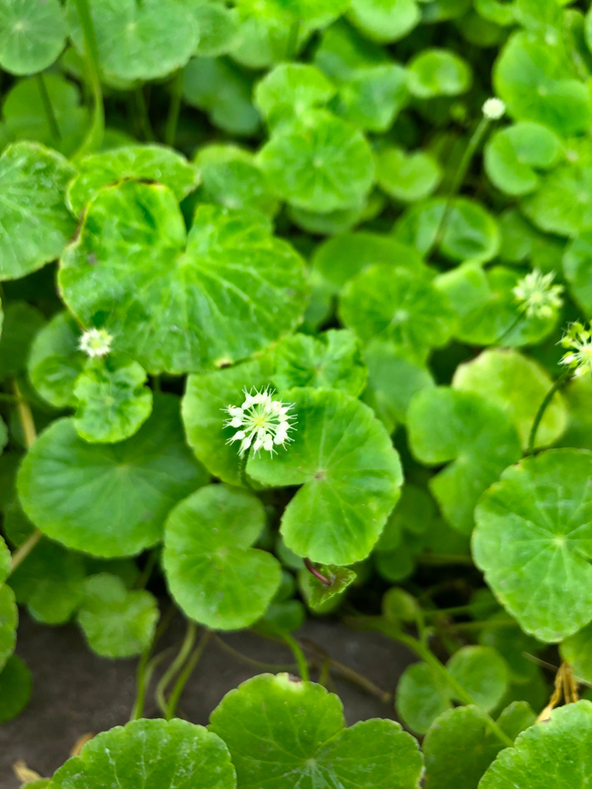 Brazilian Pennywort - Hydrocotyle leucocephala Kruidtuin Leuven. Belgium,Brazilian Pennywort,Geotagged,Hydrocotyle leucocephala,Summer
