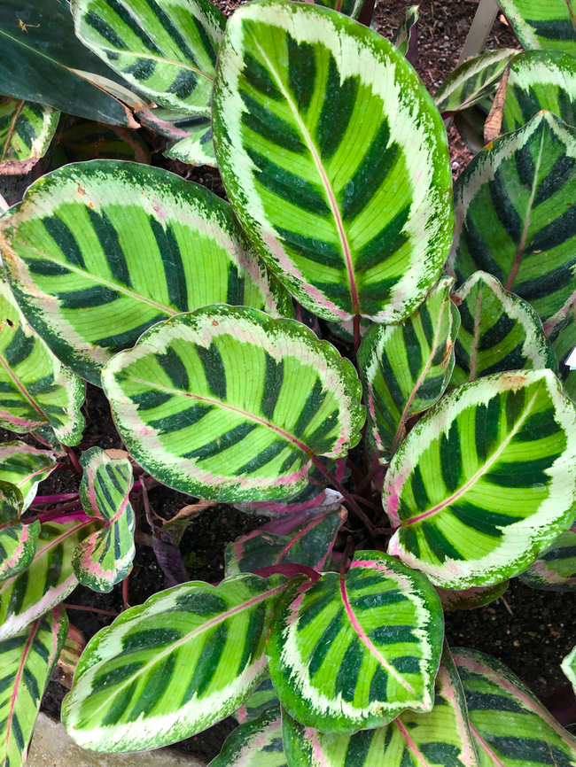 Rose-painted calathea - Goeppertia roseopicta Kruidtuin Leuven. Belgium,Geotagged,Goeppertia roseopicta,Rose-painted calathea,Summer