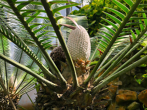Chestnut Dioon - Dioon edule Kruidtuin, Leuven Belgium,Chestnut Dioon,Dioon edule,Geotagged,Summer