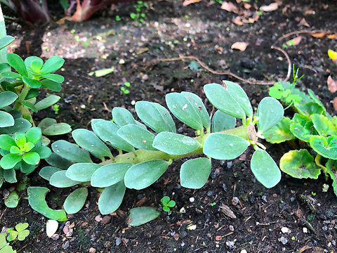 Peperomia puteolata/tetragona Kruidtuin, Leuven Belgium,Geotagged,Peperomia tetragona,Summer