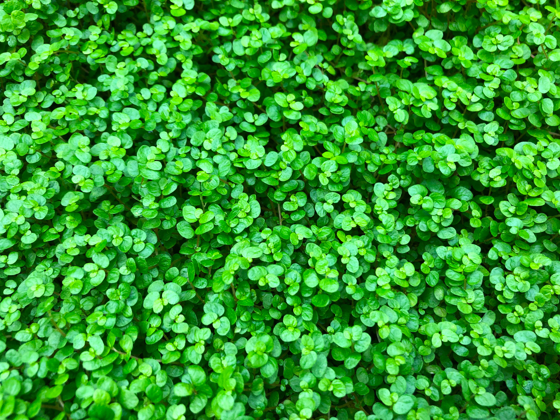 Baby's tears - Soleirolia soleirolii Kruidtuin, Leuven Baby's tears,Belgium,Geotagged,Soleirolia soleirolii,Summer