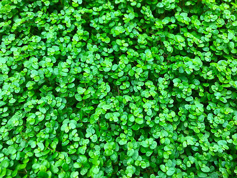 Baby's tears - Soleirolia soleirolii Kruidtuin, Leuven Baby's tears,Belgium,Geotagged,Soleirolia soleirolii,Summer