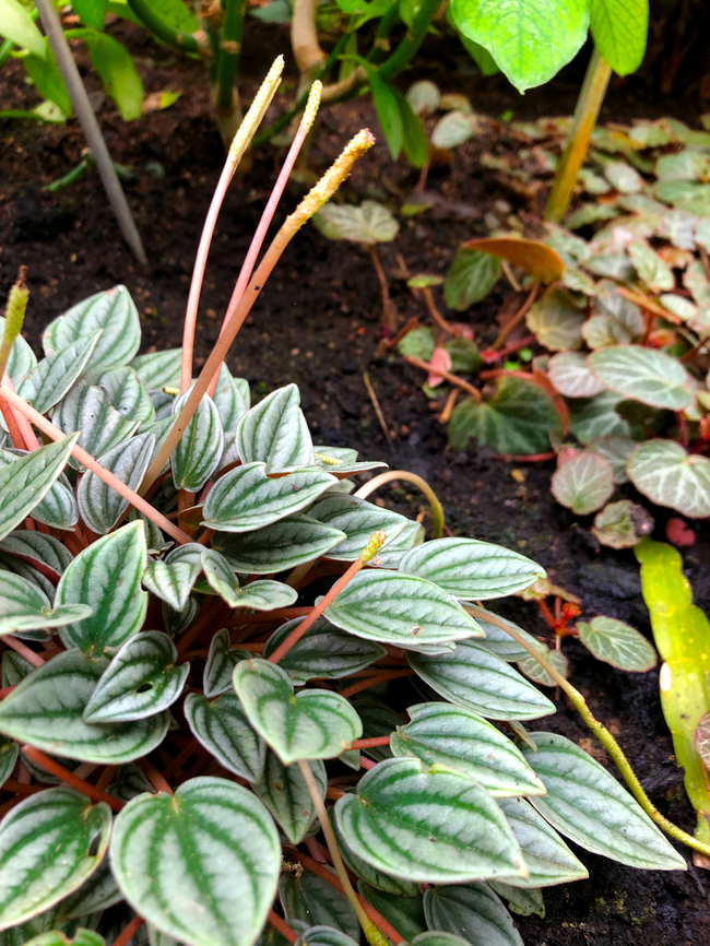 Peperomia albovittata Kruidtuin, Leuven Belgium,Geotagged,Peperomia albovittata,Summer