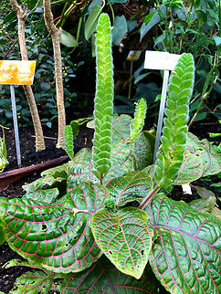 Mexican Shrimp Plant - Justicia brandegeana Kruidtuin, Leuven Belgium,Geotagged,Justicia brandegeeana,Summer