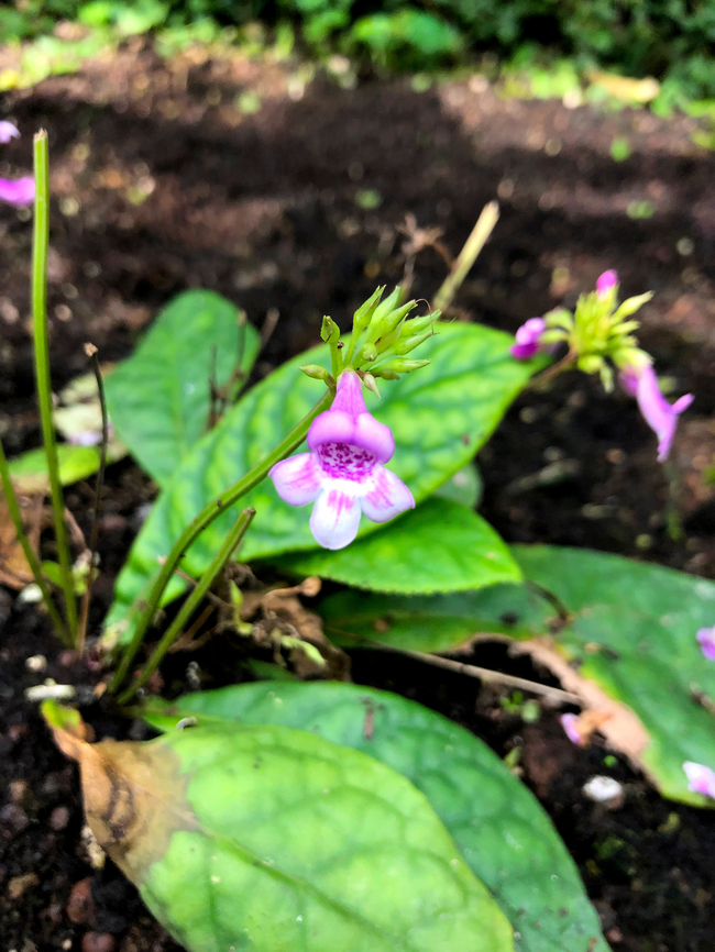 Tetranema roseum Kruidtuin, Leuven Belgium,Geotagged,Mexican foxglove,Summer,Tetranema roseum