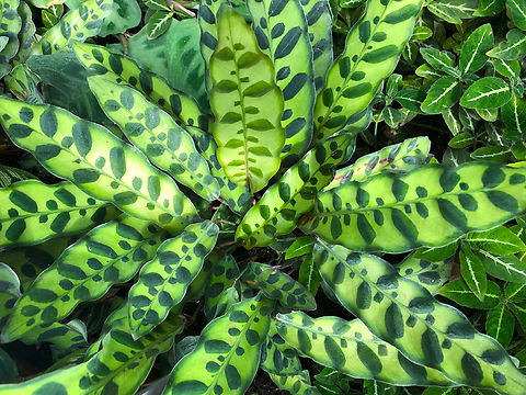 Goeppertia insignis Kruidtuin, Leuven Belgium,Geotagged,Goeppertia insignis,Summer
