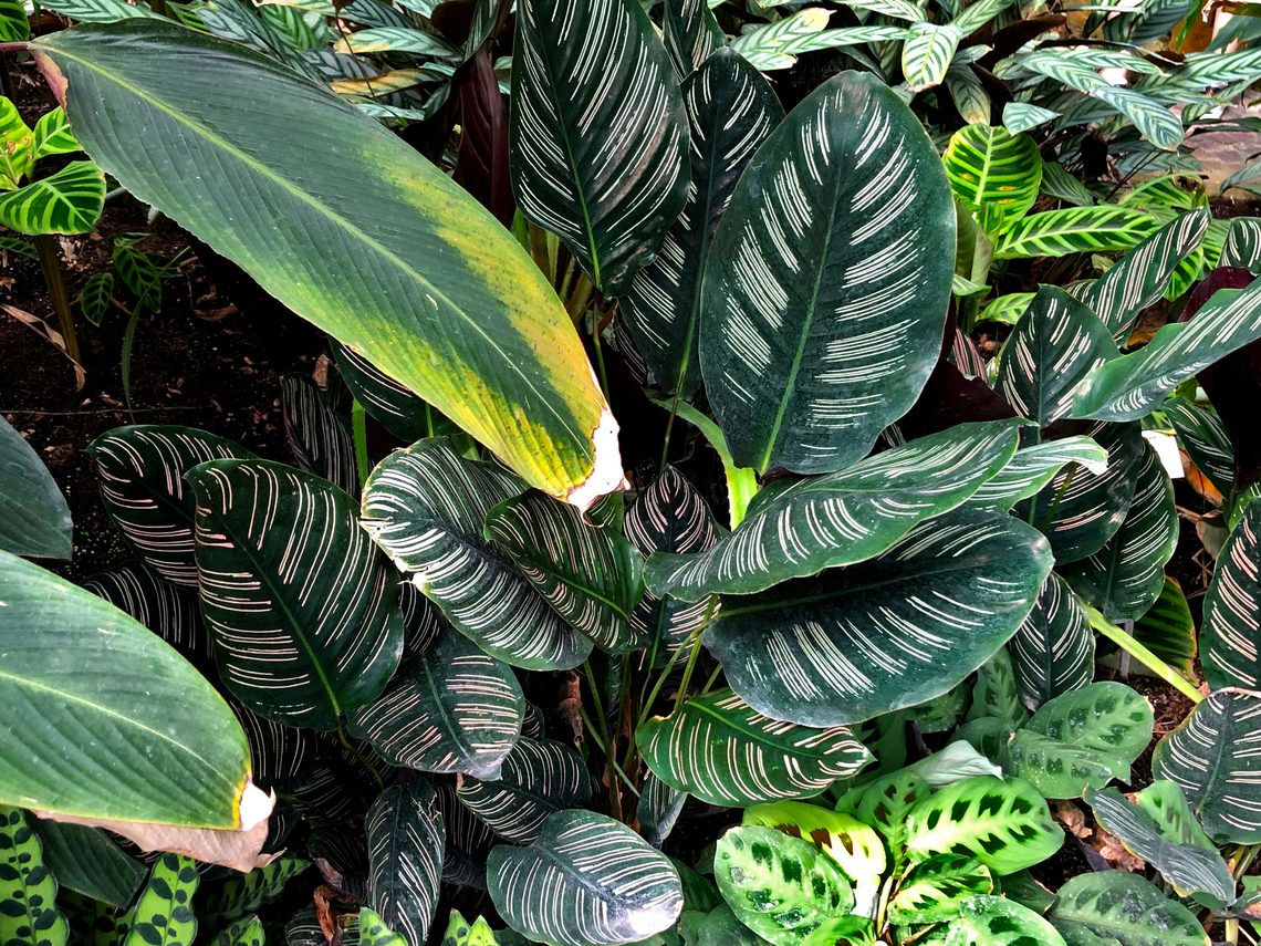 Goeppertia ornata Kruidtuin, Leuven Belgium,Geotagged,Goeppertia ornata,Pin-stripe prayerplant,Summer