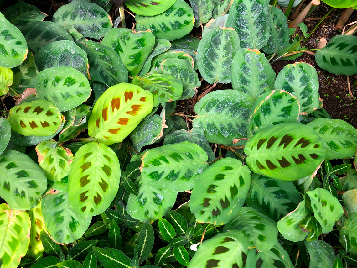 Prayer Plant - Maranta leuconeura Kruidtuin, Leuven Belgium,Geotagged,Maranta leuconeura,Prayer plant,Summer