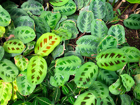 Prayer Plant - Maranta leuconeura Kruidtuin, Leuven Belgium,Geotagged,Maranta leuconeura,Prayer plant,Summer