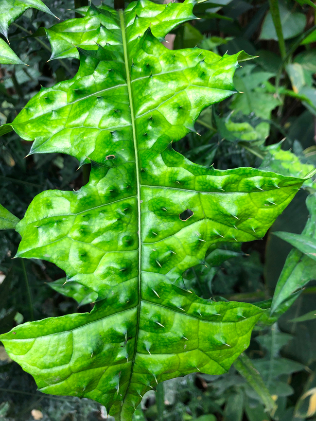 Acanthus montanus Kruidtuin, Leuven Acanthus montanus,Belgium,Geotagged,Summer