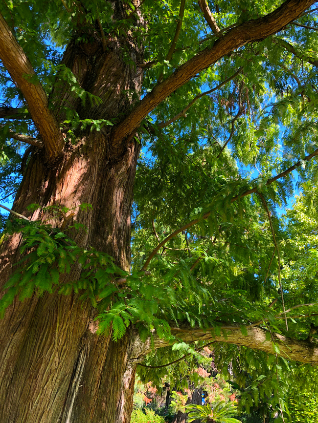 Metasequoia glyptostroboides Kruidtuin, Leuven Belgium,Dawn redwood,Geotagged,Metasequoia glyptostroboides,Summer