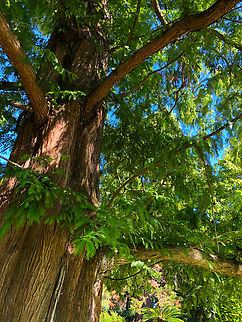 Metasequoia glyptostroboides Kruidtuin, Leuven Belgium,Dawn redwood,Geotagged,Metasequoia glyptostroboides,Summer