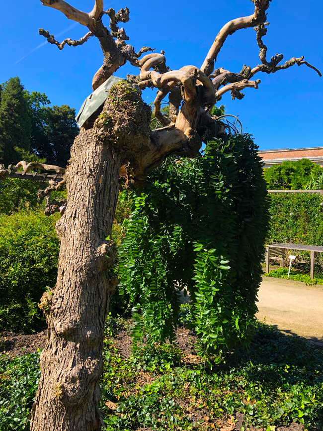 Styphnolobium /Sophora japonica Kruidtuin, Leuven Belgium,Geotagged,Styphnolobium japonicum,Summer