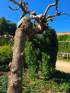 Styphnolobium /Sophora japonica Kruidtuin, Leuven Belgium,Geotagged,Styphnolobium japonicum,Summer