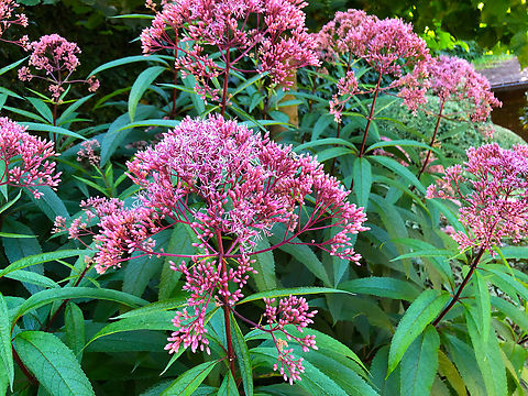 Spotted joe-pyeweed - Eutrochium/Eupatorium maculatum Kruidtuin Leuven Belgium,Eutrochium maculatum,Geotagged,Spotted joe-pyeweed,Summer