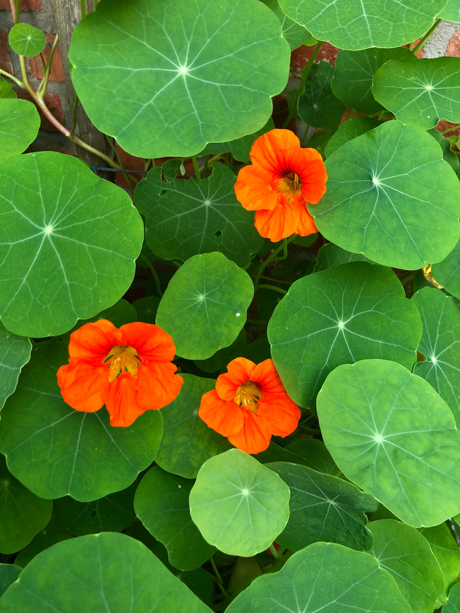 Tropaeolum majus Kruidtuin, Leuven Belgium,Garden Nasturtium,Geotagged,Summer,Tropaeolum majus