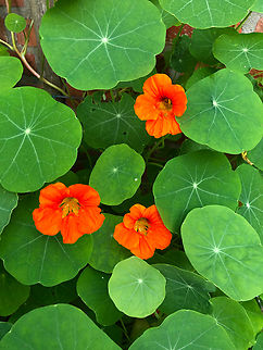 Tropaeolum majus Kruidtuin, Leuven Belgium,Garden Nasturtium,Geotagged,Summer,Tropaeolum majus