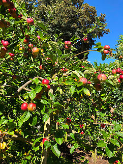 Apple - Malus domestica Kruidtuin, Leuven Apple,Belgium,Geotagged,Malus domestica,Summer
