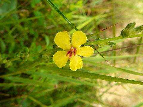 Mulberry-waved - Verbascum sinuatum Marjal Pego, Oliva, Muntanyeta Verda, Alicante, Spain. Geotagged,Mulberry-waved,Spain,Summer,Verbascum sinuatum