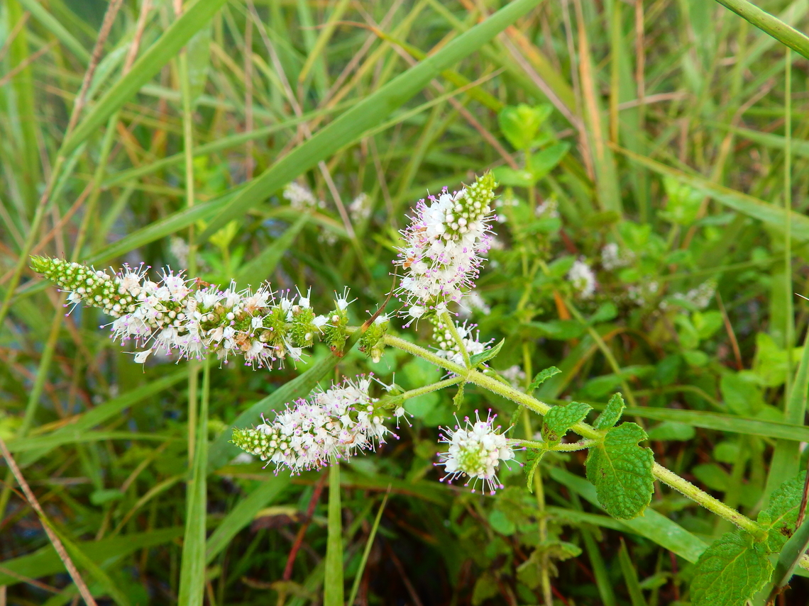 Spearmint - Mentha spicata Marjal Pego, Oliva, Muntanyeta Verda, Alicante, Spain. Geotagged,Mentha spicata,Spain,Spearmint,Summer