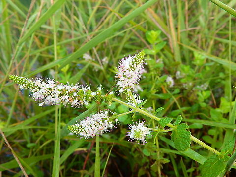 Spearmint - Mentha spicata Marjal Pego, Oliva, Muntanyeta Verda, Alicante, Spain. Geotagged,Mentha spicata,Spain,Spearmint,Summer