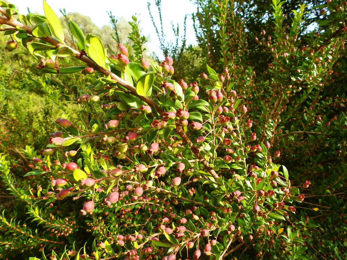 Myrtle - Myrtus communis Marjal Pego, Oliva, Muntanyeta Verda, Alicante, Spain. Geotagged,Myrtle,Myrtus communis,Spain,Summer