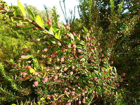 Myrtle - Myrtus communis Marjal Pego, Oliva, Muntanyeta Verda, Alicante, Spain. Geotagged,Myrtle,Myrtus communis,Spain,Summer
