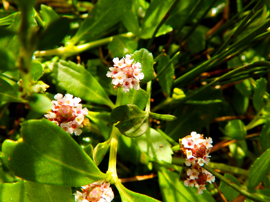 13_Phyla_nodiflora  Geotagged,Phyla nodiflora,Spain,Summer,Turkey Tangle Frogfruit