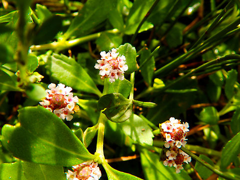13_Phyla_nodiflora  Geotagged,Phyla nodiflora,Spain,Summer,Turkey Tangle Frogfruit