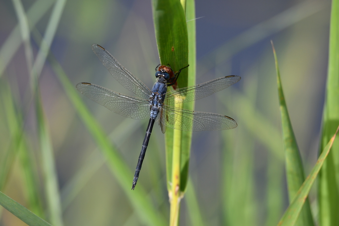 Long Skimmer - Orthetrum trinacria, male Marjal Pego, Oliva, Muntanyeta Verda, Alicante, Spain. Geotagged,Long Skimmer,Orthetrum trinacria,Spain,Summer