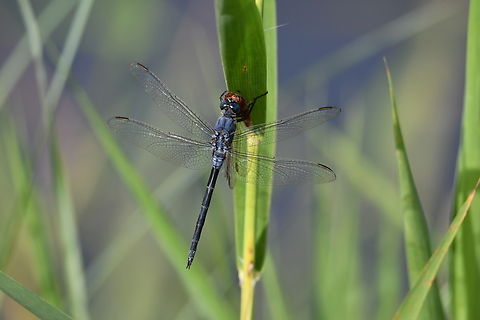 Long Skimmer - Orthetrum trinacria, male Marjal Pego, Oliva, Muntanyeta Verda, Alicante, Spain. Geotagged,Long Skimmer,Orthetrum trinacria,Spain,Summer