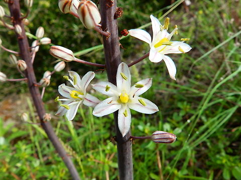 Maritime squill - Drimia maritima Marjal Pego, Oliva, Muntanyeta Verda, Alicante, Spain. Drimia maritima,Geotagged,Maritime squill,Spain,Summer,Urginea maritima