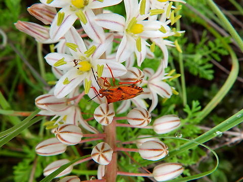 Carpocoris mediterraneus Marjal Pego, Oliva, Muntanyeta Verda, Alicante, Spain. Carpocoris mediterraneus,Geotagged,Spain,Summer