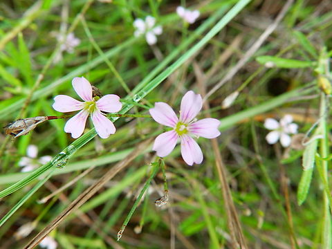 Petrorhagia saxifraga Marjal Pego, Oliva, Muntanyeta Verda, Alicante, Spain. Geotagged,Petrorhagia saxifraga,Spain,Summer