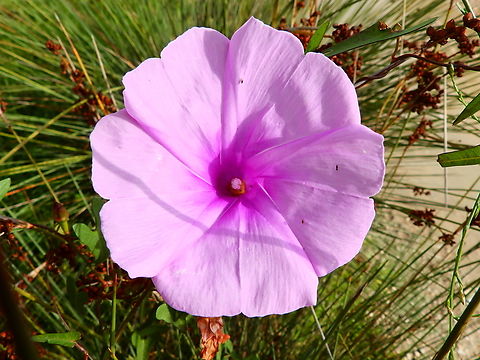 Saltmarsh morning glory - Ipomoea sagittata Marjal Pego, Oliva, Muntanyeta Verda, Alicante, Spain. Geotagged,Ipomoea sagittata,Saltmarsh morning glory,Spain,Summer