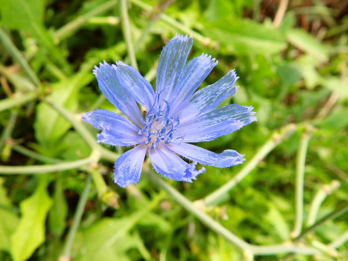 Common Chicory - Cichorium intybus Marjal Pego, Oliva, Muntanyeta Verda, Alicante, Spain. Cichorium intybus,Common Chicory,Geotagged,Spain,Summer