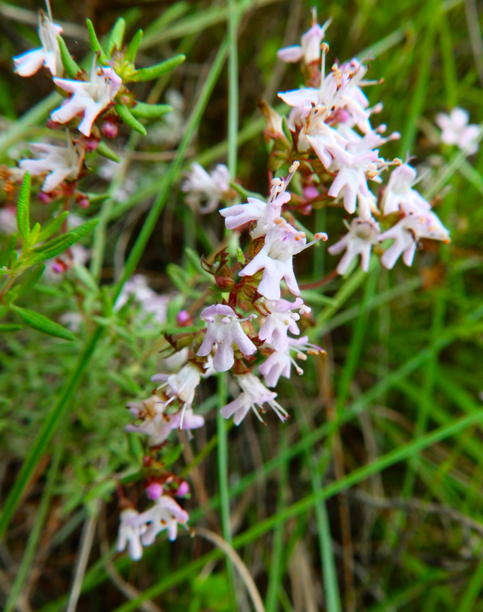 Thymus vulgaris subsp aestivus Marjal Pego, Oliva, Muntanyeta Verda, Alicante, Spain. Common Thyme,Geotagged,Spain,Summer,Thymus  vulgaris