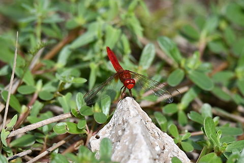 Scarlet Darter - Crocothemis erythraea Marjal Pego, Oliva, Muntanyeta Verda, Alicante, Spain. Crocothemis erythraea,Geotagged,Scarlet Darter,Spain,Summer