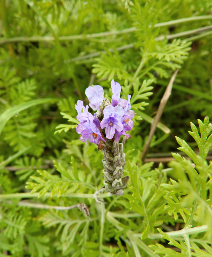 Cut-leaved Lavender - Lavandula multifida Marjal Pego, Oliva, Muntanyeta Verda, Alicante, Spain. Cut-leaved Lavender,Geotagged,Lavandula multifida,Spain,Summer