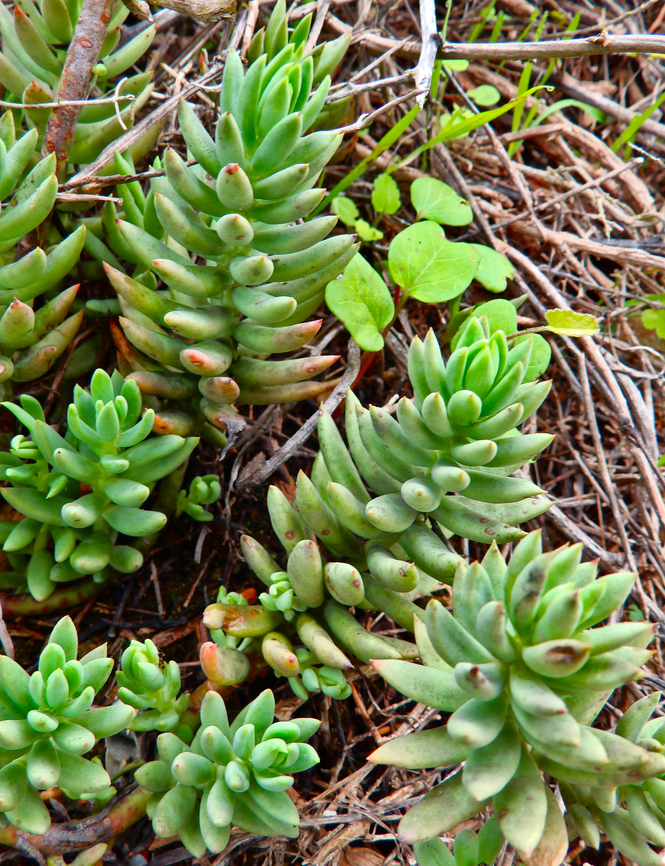 Pale Stonecrop - Petrosedum sediforme Marjal Pego, Oliva, Muntanyeta Verda, Alicante, Spain. Geotagged,Pale Stonecrop,Petrosedum sediforme,Spain,Summer