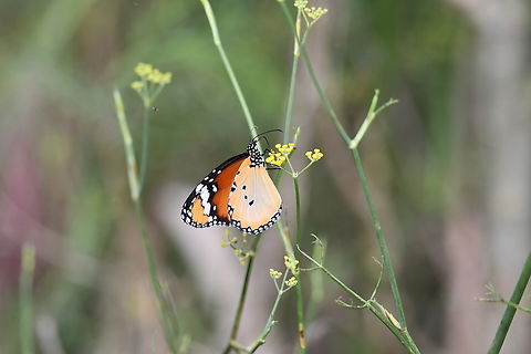 Plain Tiger African Queen - Danaus chrysippus Marjal Pego, Oliva, Muntanyeta Verda, Alicante, Spain. Danaus chrysippus,Geotagged,Plain Tiger  African Queen,Spain,Summer